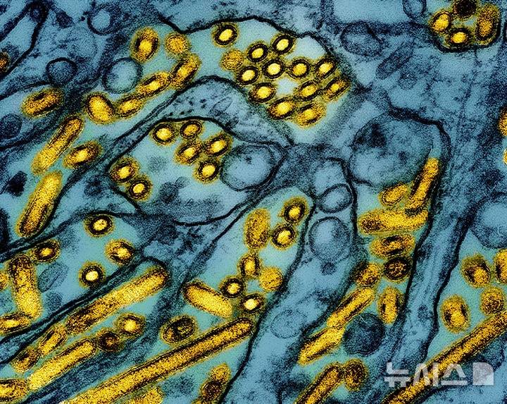 미 국립알레르기전염병연구소(NIAID)가 2024년 3월26일 공개한 컬러 전자현미경 사진 속에 매딘다비 송곳니 신장(MDCK) 상피세포(파란색)에서 자란 조류인플루엔자 A H5N1 바이러스 입자(노란색)가 보이고 있다. 미 워싱턴주에서 21일(현지시각) 숨진 한 남성이 희귀 조류 인플루엔자(AI)로 사망한 첫번째 인간으로 추정된다. 하지만 워싱턴주 보건 당국은 AI로 인한 대중의 위험은 낮다고 말했다. 2024.11.22. [워싱턴=AP/뉴시스]