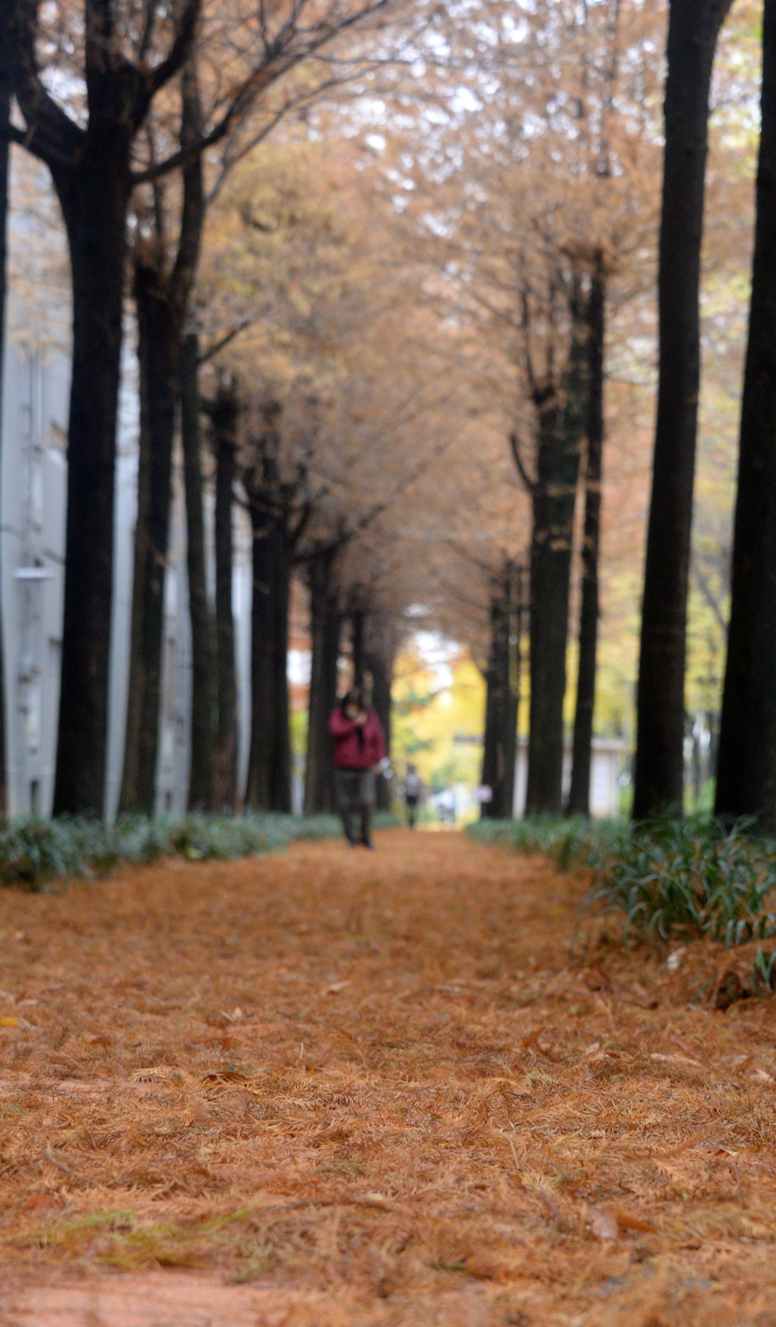 쌀쌀한 가을 날씨가 이어지고 있는 25일 전북 전주시 완산구 온고을로에서 시민들이 낙엽을 밟으며 산책을 즐기고 있다. 2025.11.25. [전주=뉴시스]