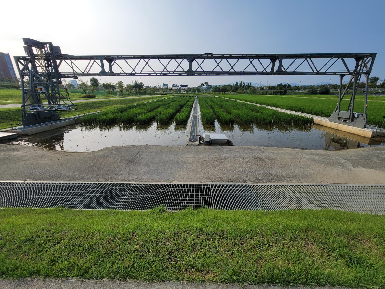 필드스캐너로 벼의 상태를 디지털 데이터로 기록하는 모습.