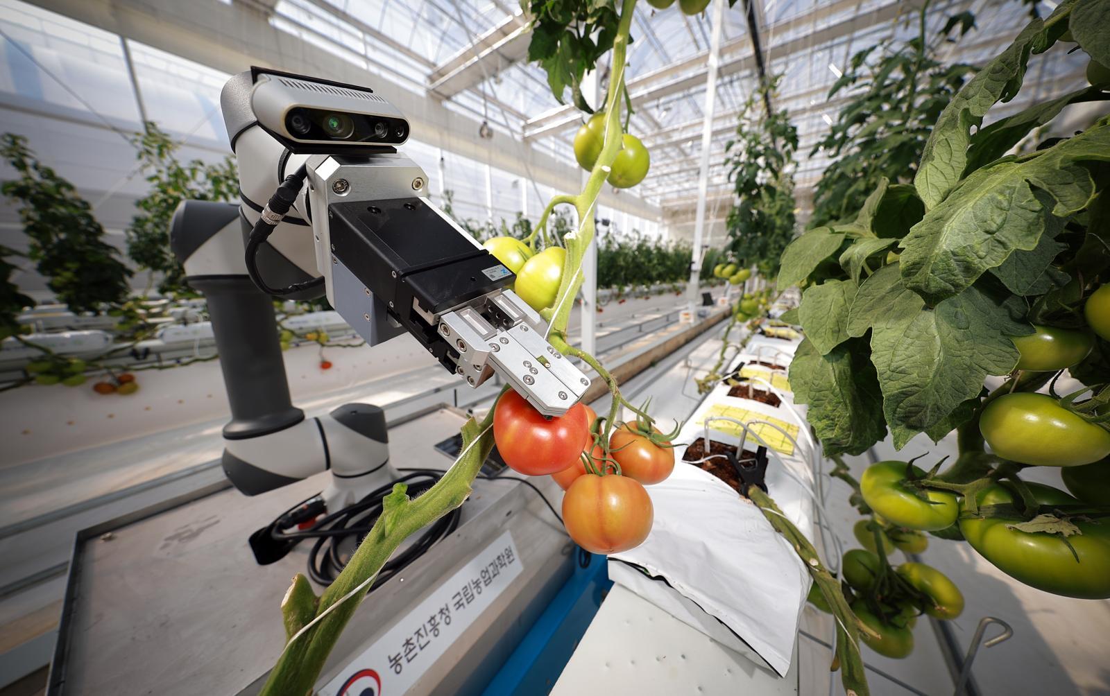 농업로봇이 잘 익은 토마토를 선별해서 수확하고 있다. 농촌진흥청 제공