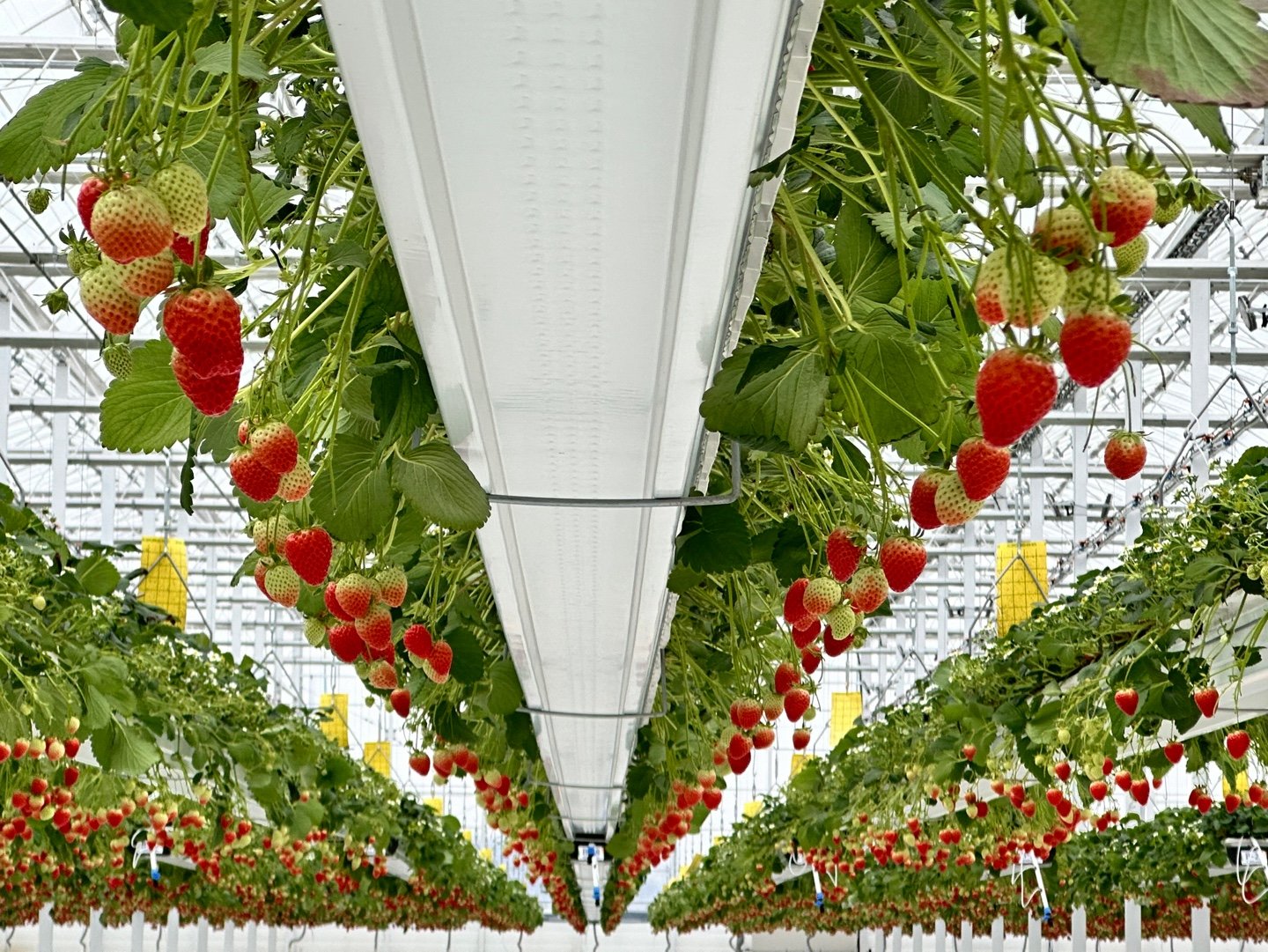 ㈜베베스팜 스마트팜 전경. ㈜베베스팜 제공