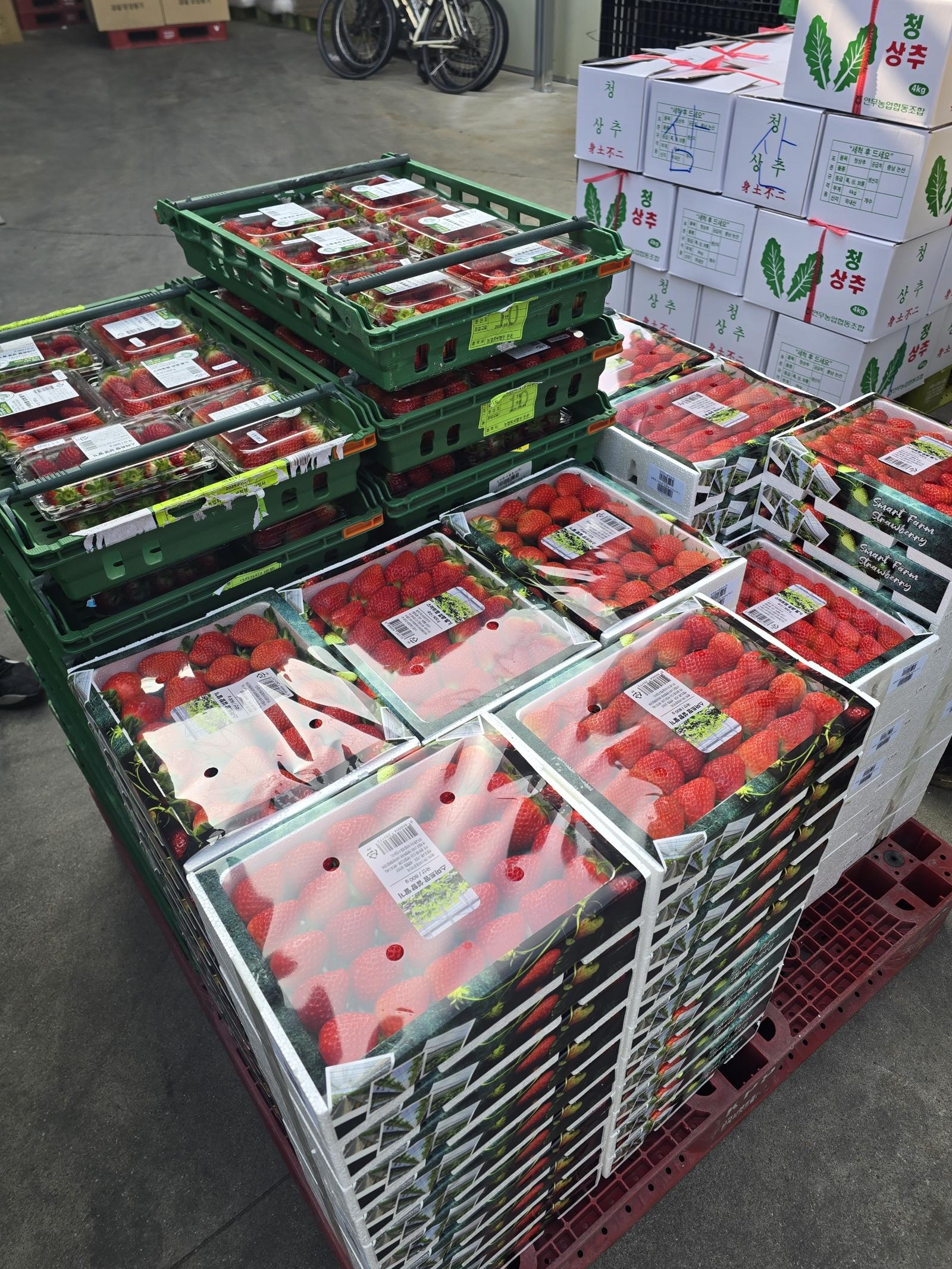 ㈜베베스팜 출하 앞둔 생산딸기. ㈜베베스팜 제공