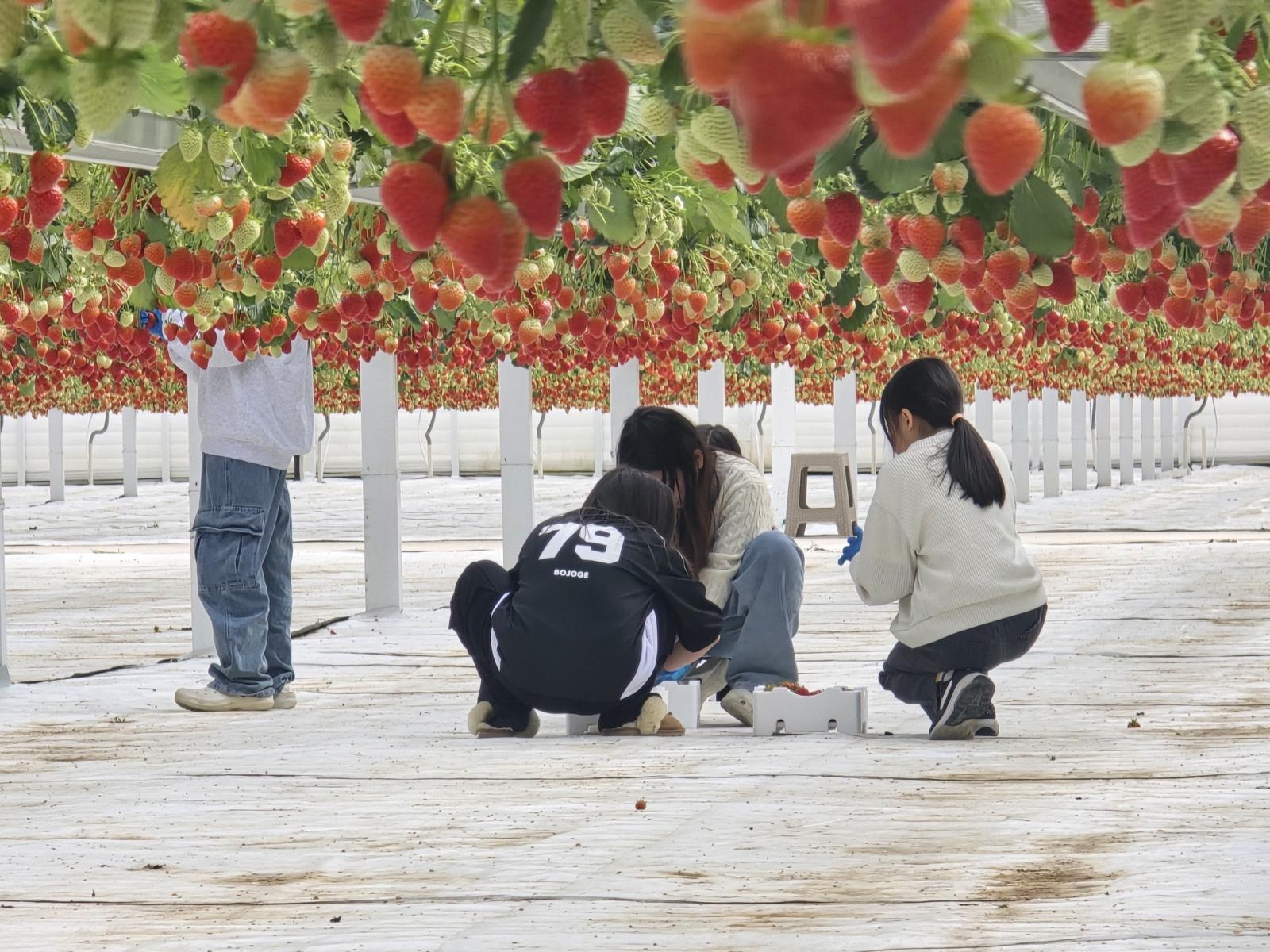 ㈜베베스팜 딸기 체험 전경. ㈜베베스팜