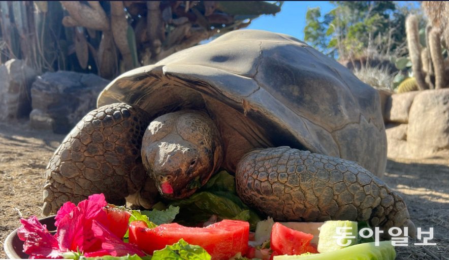 샌디에이고동물원의 갈라파고스땅거북 그래마. X 캡처