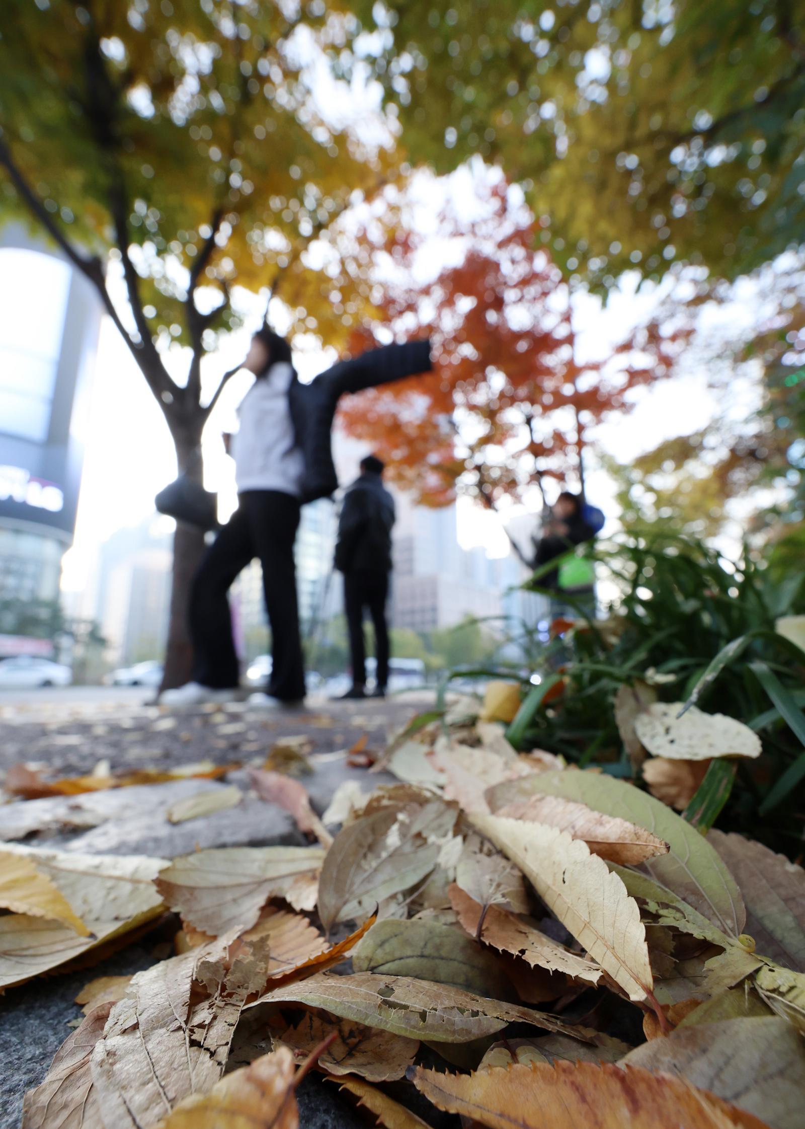 겨울이 시작된다는 절기상 입동인 7일 오전 서울 종로구 세종대로에 낙엽이 떨어져 있다. 2025.11.07 [서울=뉴시스]