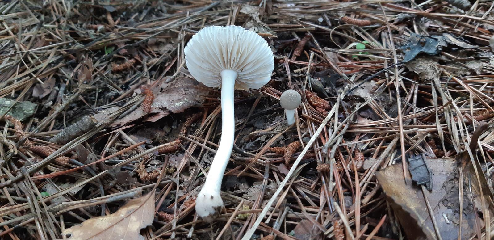 국내에서 중독 사고를 일으키는 대표적 독버섯 ‘우산광대버섯’의 모습. 기후에너지환경부 제공