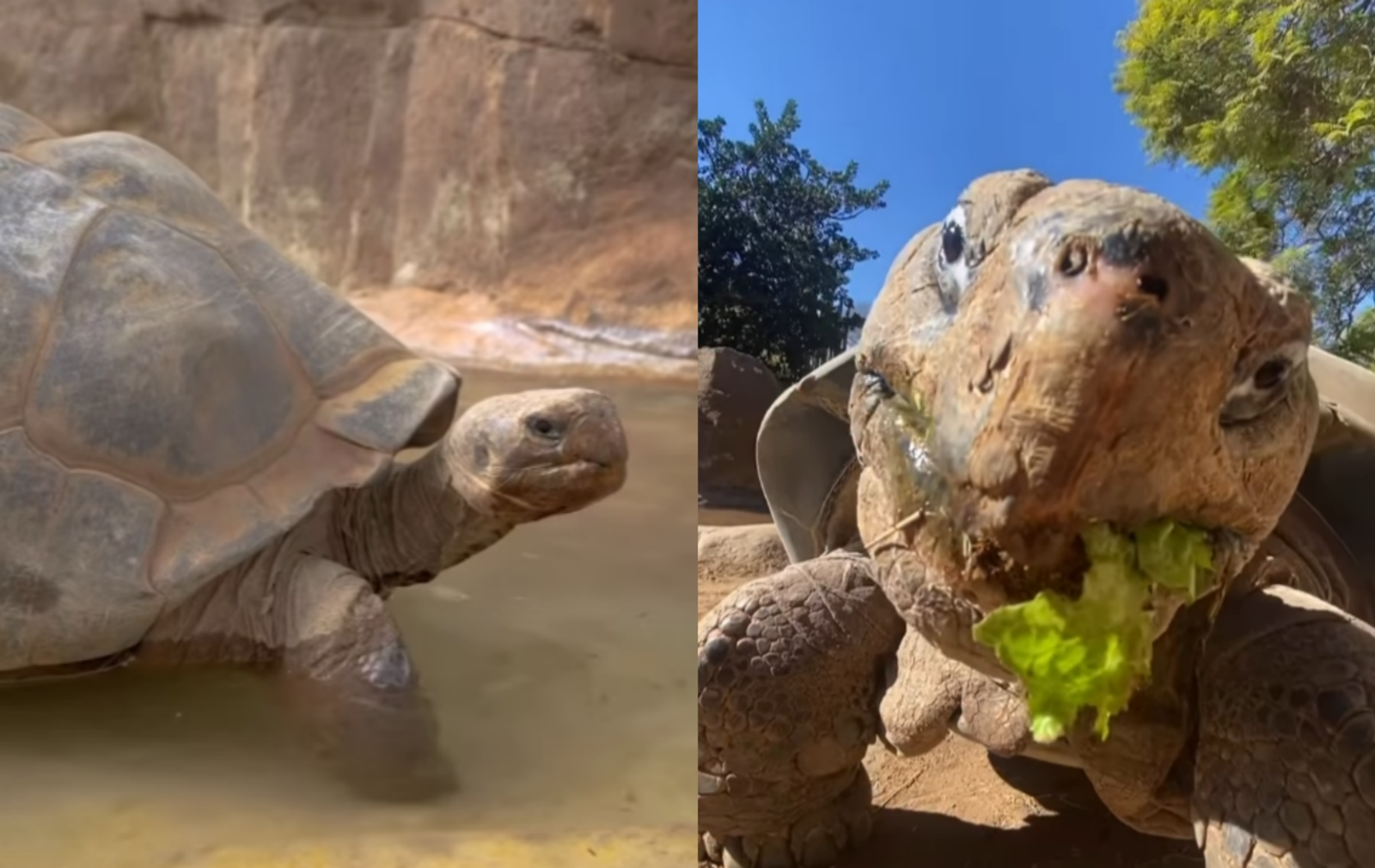 미국 샌디에이고 동물원에서 사육되던 최고령 갈라파고스 거북이가 약 141세의 추정 나이로 사망했다. 동물원 측은 뼈 악화 등 고령으로 인한 지속적인 질환 때문에 전문적인 판단하에 안락사를 결정했다고 발표했다. 사진=샌디에이고 동물원