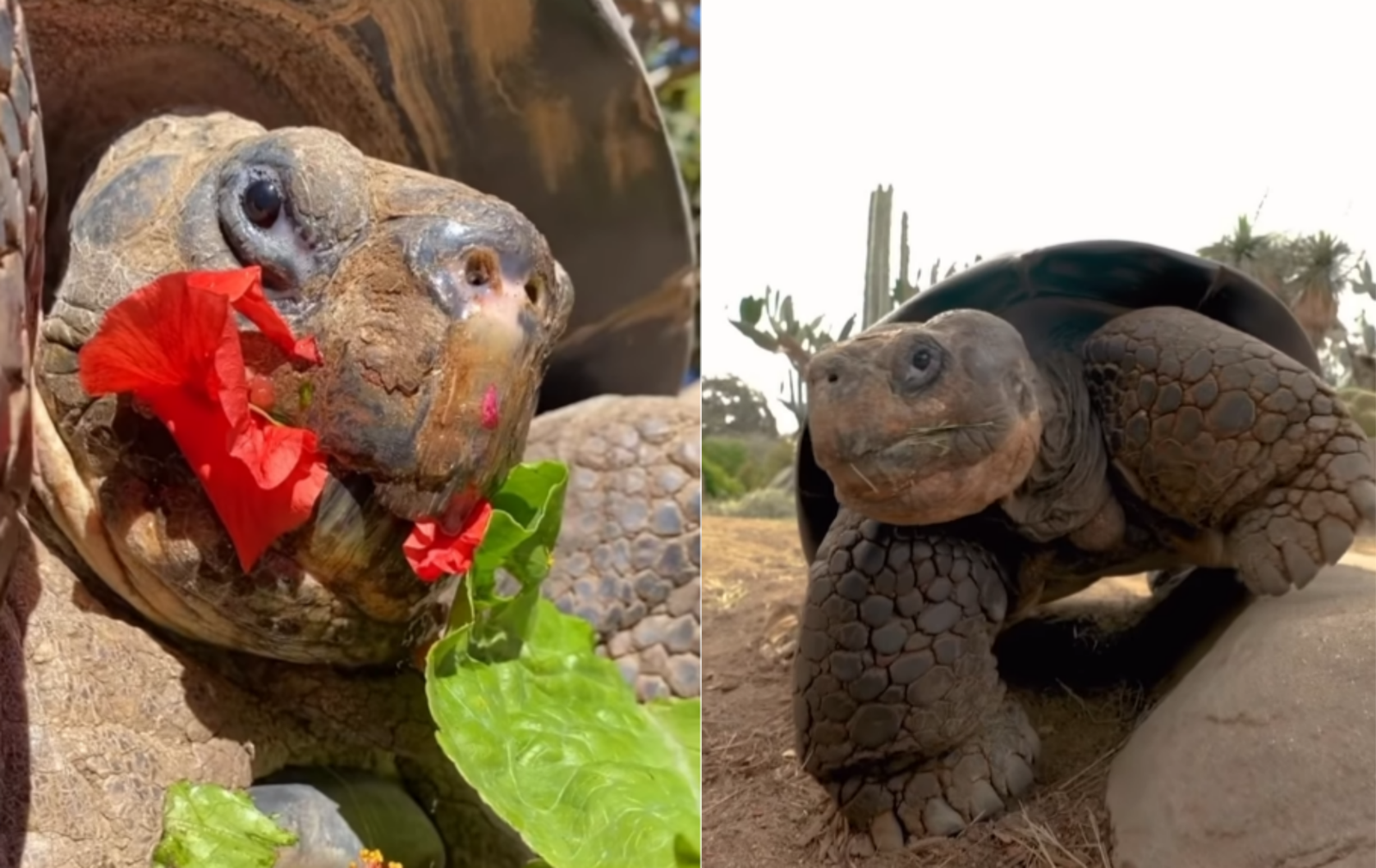 사진=샌디에이고 동물원