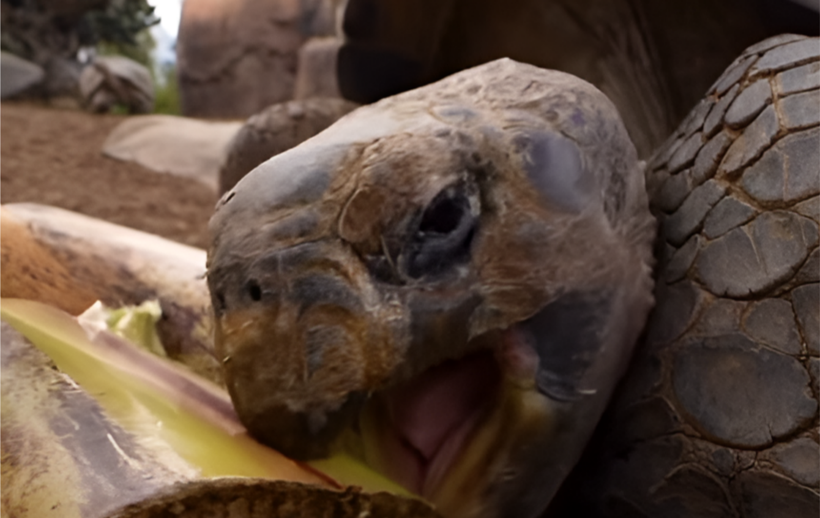 사진=샌디에이고 동물원