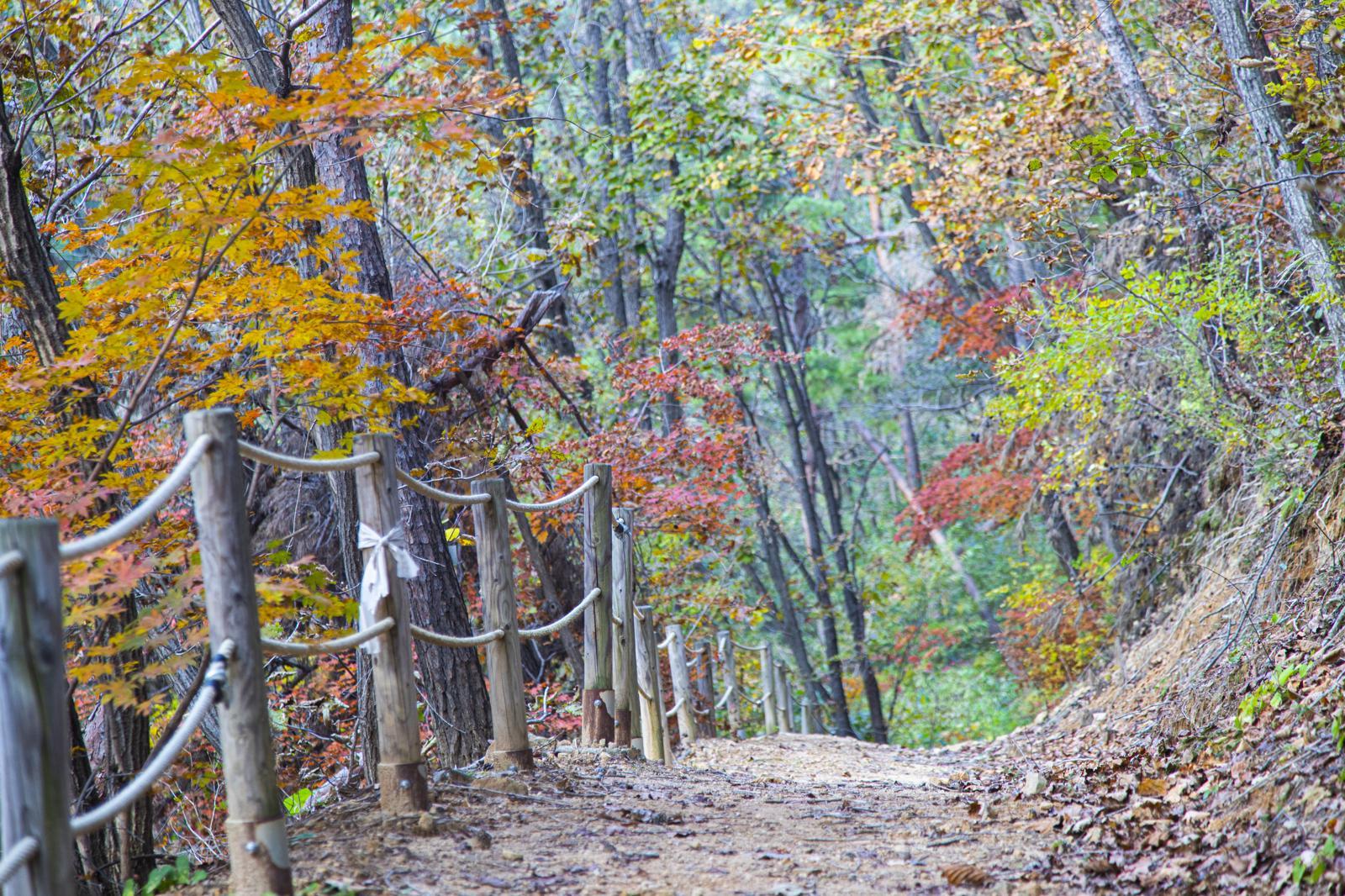 국립양평치유의숲은 나무 아래 평상에 누워 바람의 결을 느끼는 ‘슬로우드 테라피’ 같은 몸과 마음을 쉬게 하는 체험이 많다. 경기관광공사 제공