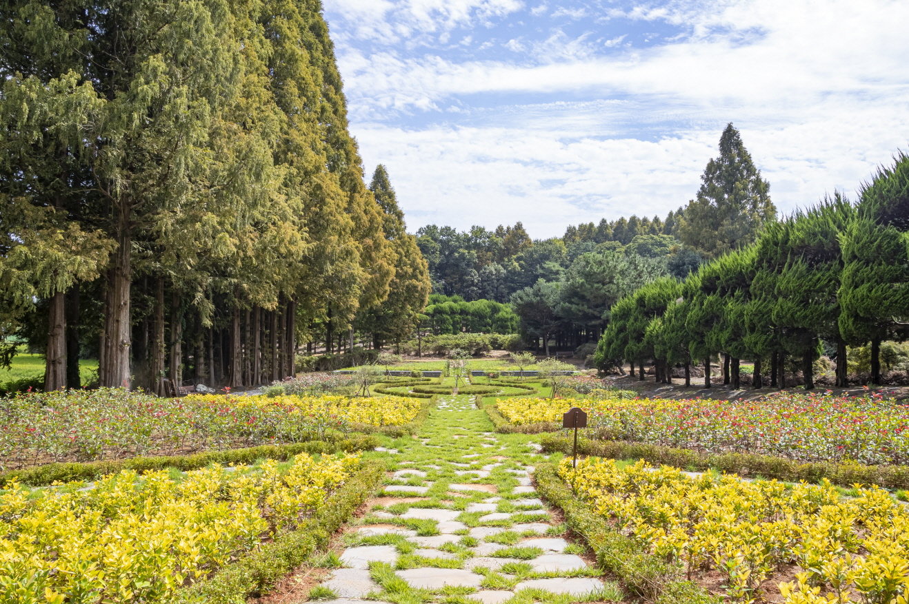 소도시 관광 모델로 떠오르고 있는 전북 익산시 황등면 율촌리에 있는 천주교재단 소유 민간 정원인 아가페 정원. 이 정원에는 6100여 그루의 메타세쿼이아, 향나무, 소나무, 백일홍이 있고 수선화, 튤립 등 다양한 꽃이 계절 따라 피면서 장관을 이룬다. 익산시 제공