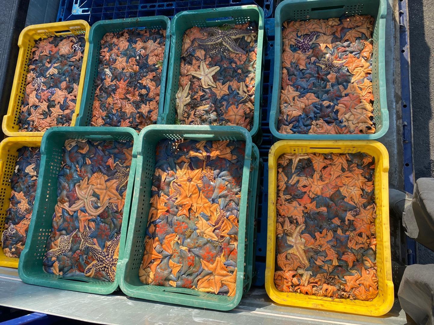 스타스테크의 모든 사업은 불가사리와 연관이 깊다 / 출처=스타스테크