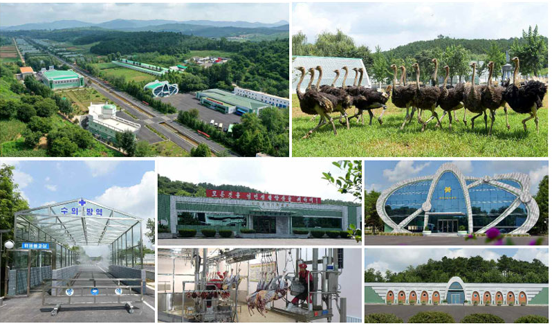 평양 형제산구역에 있는 평양타조목장 이모저모. 김정일이 ‘만점짜리 목장’이라고 호평한 이곳의 풍경은 인민이 사는 마을보다 훨씬 더 화려하다. 노동신문 뉴스1