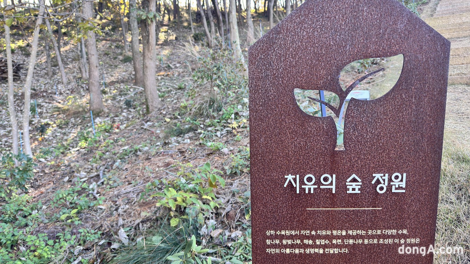 상하농원은 지난해 10월 1만5000평 규모의 상하수목원을 개원했다. 상하수목원은 ‘사람도, 자연도 쉬어가는 곳’이라는 미션 아래 온전한 쉼을 느낄 수 있는 ‘치유의 숲 정원’, 아름다운 서해 풍경이 보이는 ‘팽나무 숲 정원’, 그리고 역사적 유산과 함께 자연과 역사가 어우러진 ‘고인돌 숲 정원’ 등 세 가지 테마의 정원으로 구성됐다. 상록교목, 낙엽교목, 상록관목, 낙엽관목, 지피초화류 등 14만2000여 그루가 식재됐다. 윤우열 기자 cloudancer@donga.com