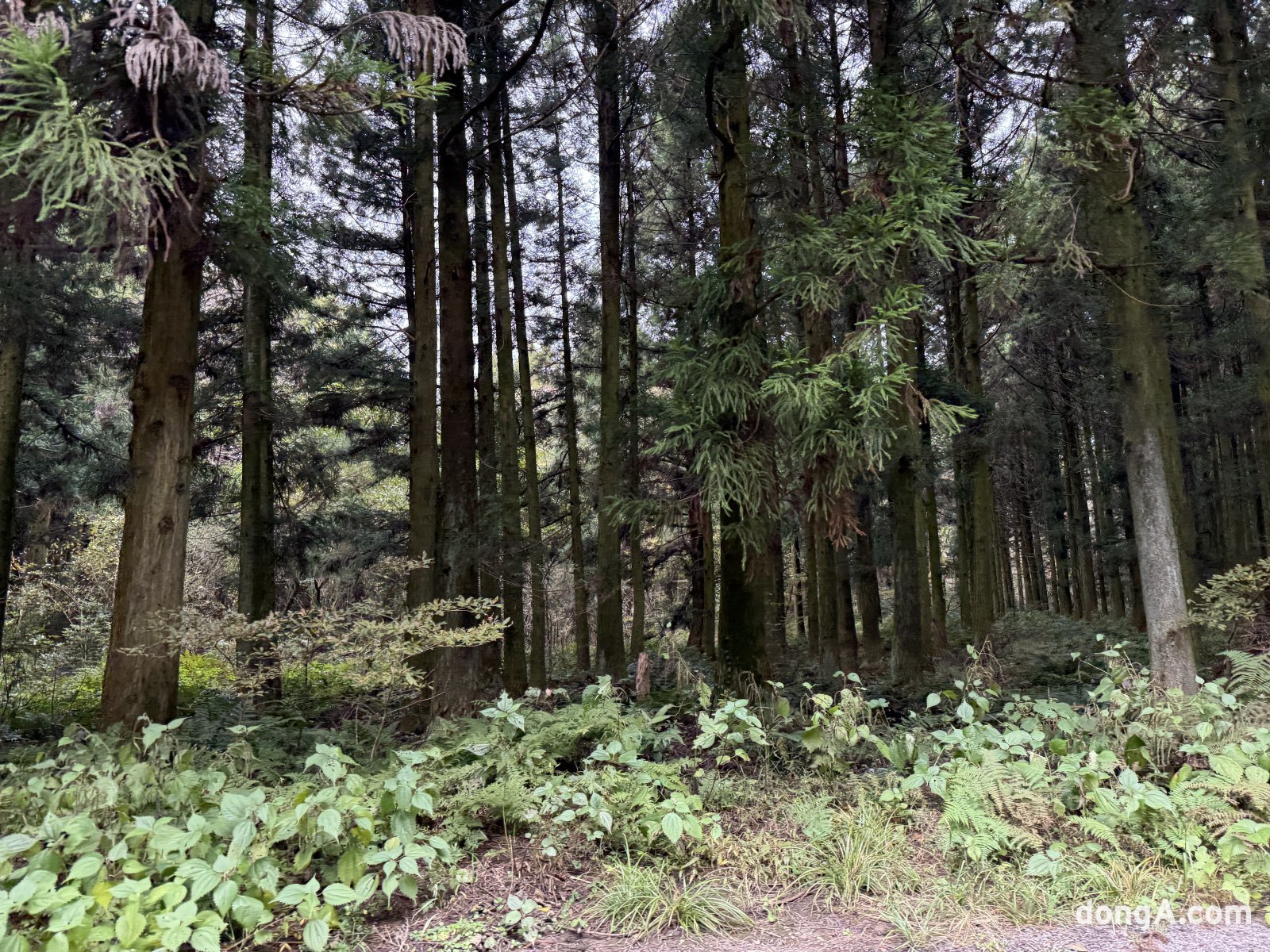 제주 삼다수 취수원 주변 자연.