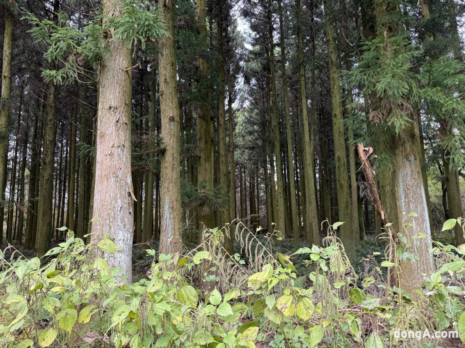 제주 삼다수 취수원 주변 자연.