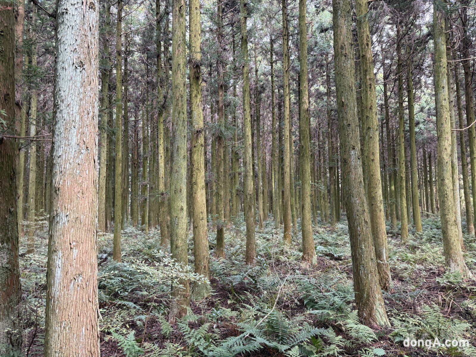 제주 삼다수 취수원 주변 자연.