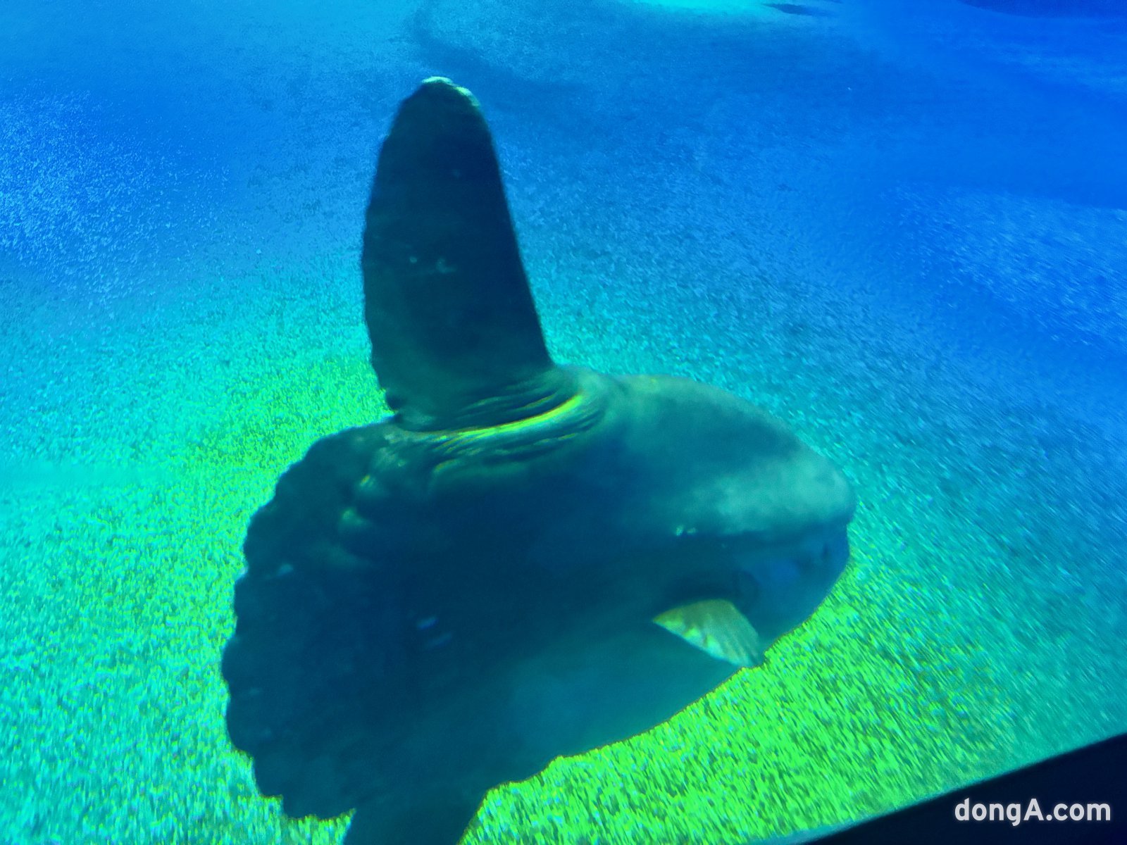 오사카 가이유칸 수족관 내 개복치. 황소영 기자 fangso@donga.com