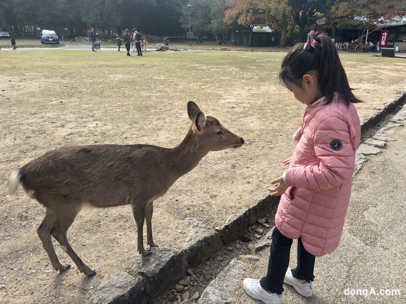 나라공원에서 아이가 사슴을 만나 인사한 후 과자를 건네고 있다. 황소영 기자 fangso@donga.com