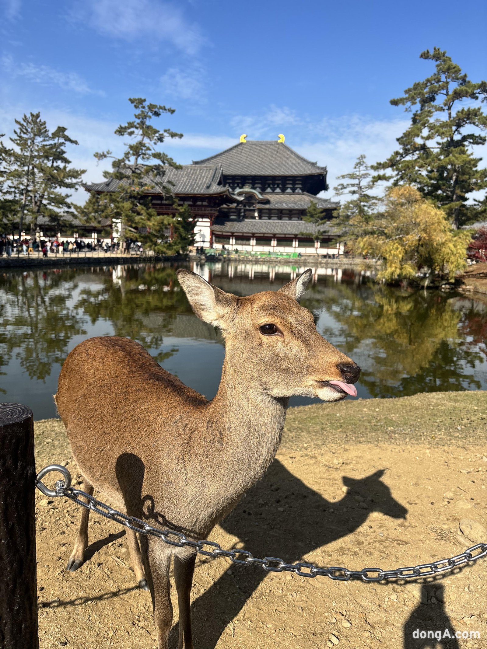 나라 도다이사에서 만난 사슴. 황소영 기자 fangso@donga.com