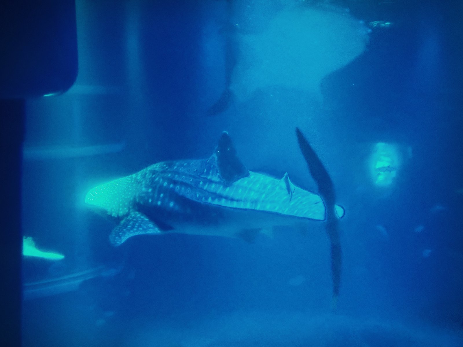 오사카 가이유칸 수족관 고래상어. 황소영 기자 fangso@donga.com