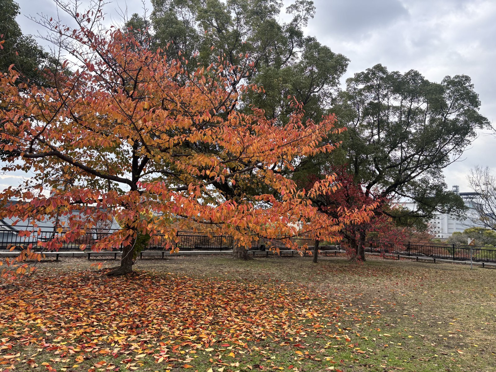 오사카성. 황소영 기자 fangso@donga.com