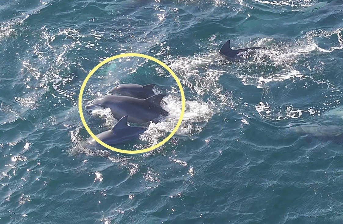 지난 11월 제주시 구좌읍 종달리 앞바다에서 남방큰돌고래 ‘춘삼이’가 새끼 돌고래와 함께 유영하는 모습이 목격됐다. 이 돌고래는 지난 2013년 수족관에서 자연으로 방류됐다. 다큐제주, 제주대학교 고래·해양생물보전연구센터 제공