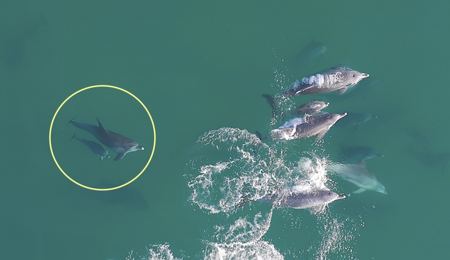 지난 11월 제주시 구좌읍 종달리 앞바다에서 남방큰돌고래 ‘춘삼이’가 새끼 돌고래와 함께 유영하는 모습이 목격됐다. 이 돌고래는 지난 2013년 수족관에서 자연으로 방류됐다.다큐제주, 제주대학교 고래·해양생물보전연구센터 제공