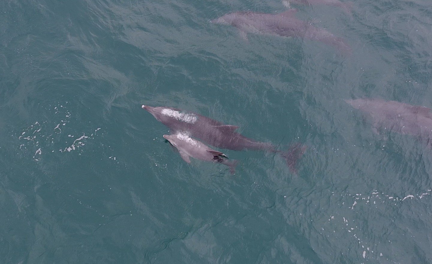 지난 11월 제주시 구좌읍 종달리 앞바다에서 남방큰돌고래 ‘춘삼이’가 새끼 돌고래와 함께 유영하는 모습이 목격됐다. 이 돌고래는 지난 2013년 수족관에서 자연으로 방류됐다.다큐제주, 제주대학교 고래·해양생물보전연구센터 제공