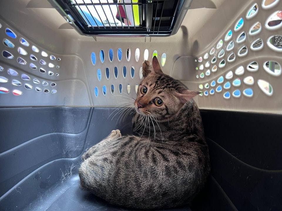 홍콩 왕 푹 코트 아파트 화재에서 구조된 고양이(hk01.com 갈무리)