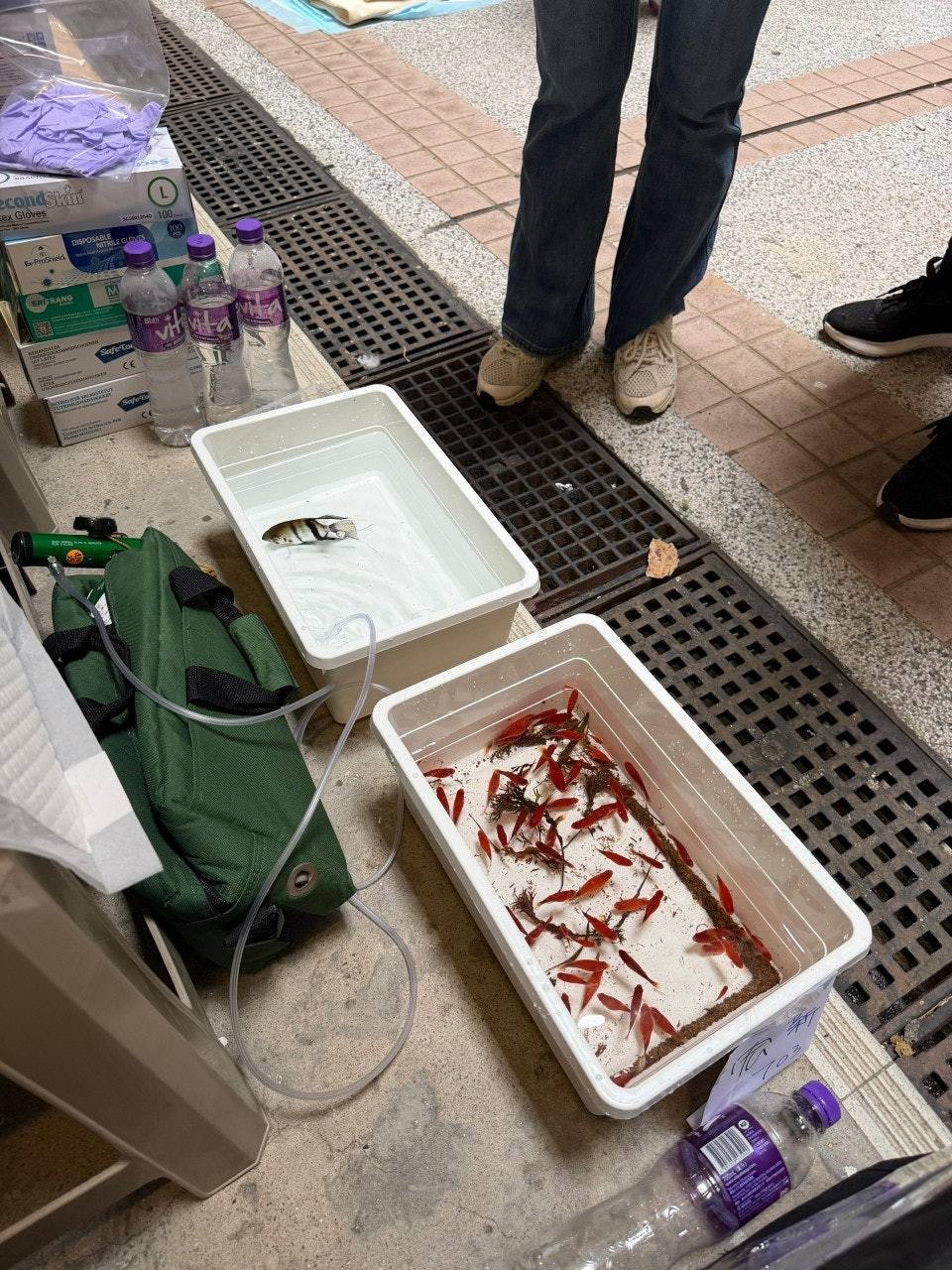 홍콩 왕 푹 코트 아파트 화재에서 구조된 금붕어와 열대어(hk01.com 갈무리)