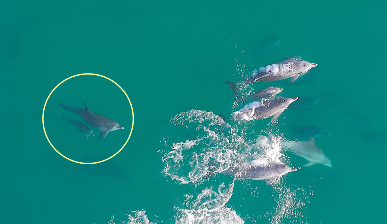 (다큐제주, 제주대학교 고래·해양생물보전연구센터 제공.) ⓒ뉴시스