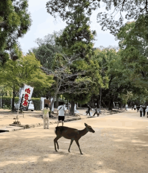 사진=틱톡 @maikomo50