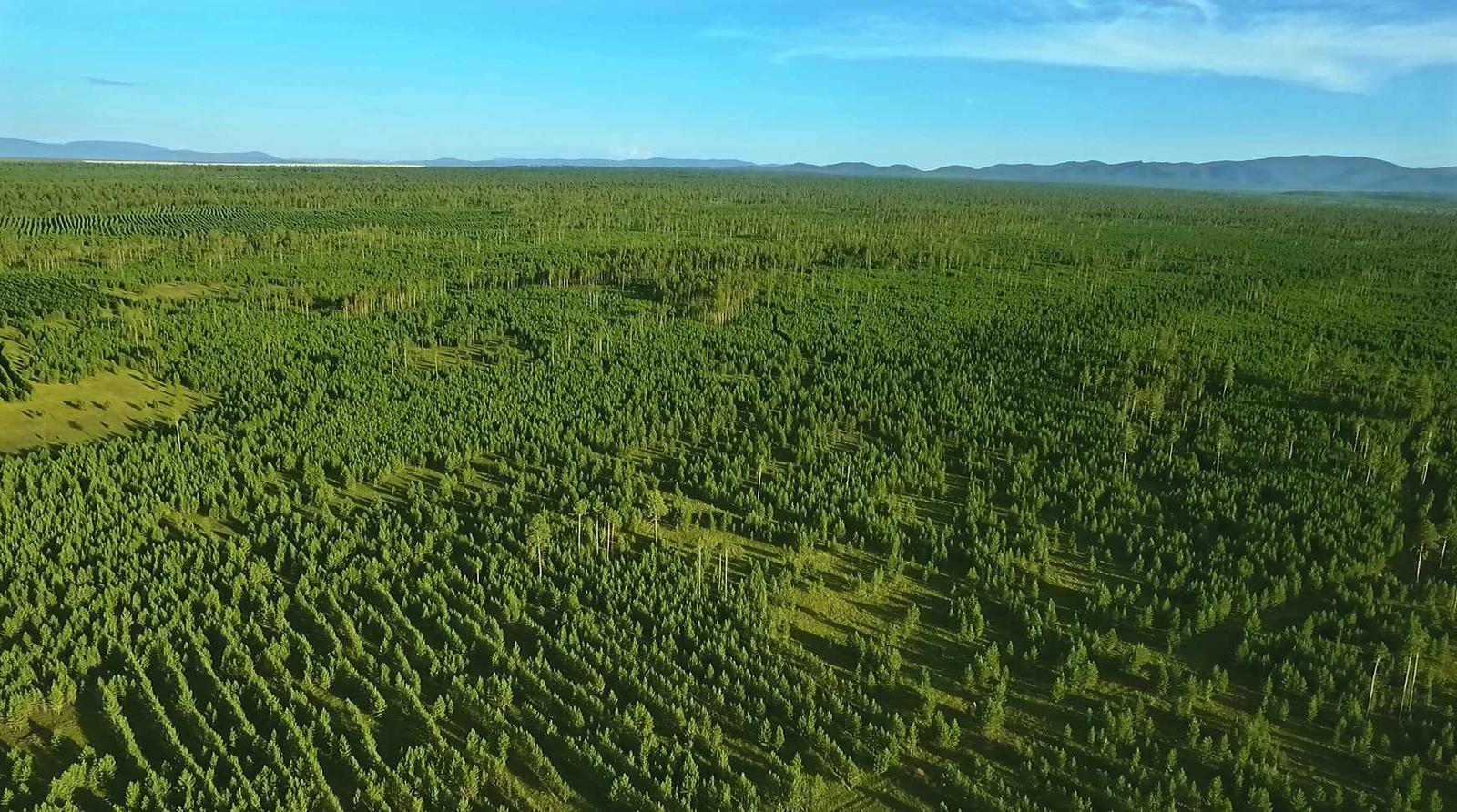 유한킴벌리가 몽골 토진나르스 지역에 조성한 숲 / 출처=유한킴벌리