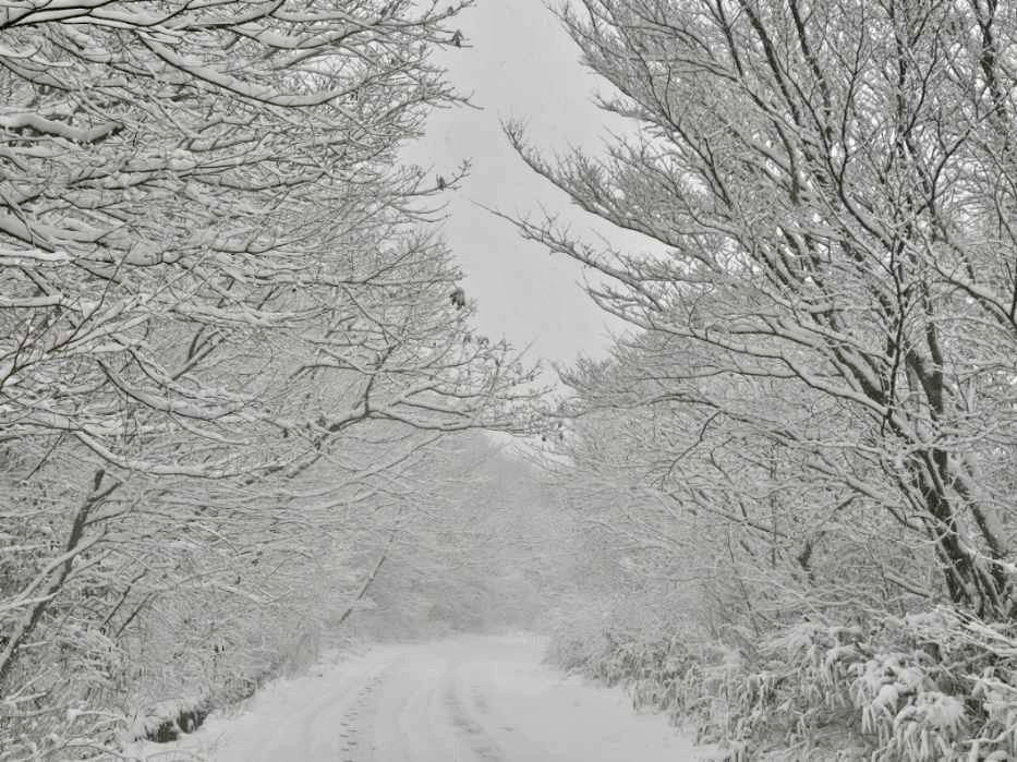 지난해 11월 27일 광주 무등산 장불재에 첫눈이 내린 모습.  (무등산국립공원 사무소 제공) 2024.11.27 뉴스1
