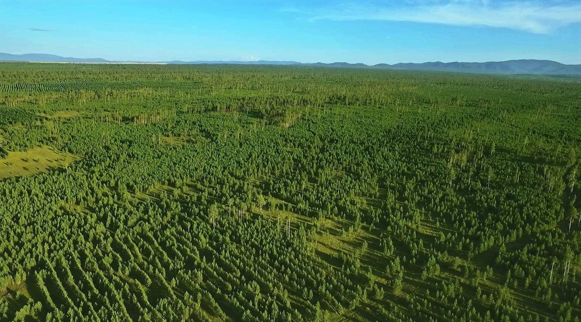 유한킴벌리가 몽골 토진나르스 지역에 조성한 숲 / 출처=유한킴벌리