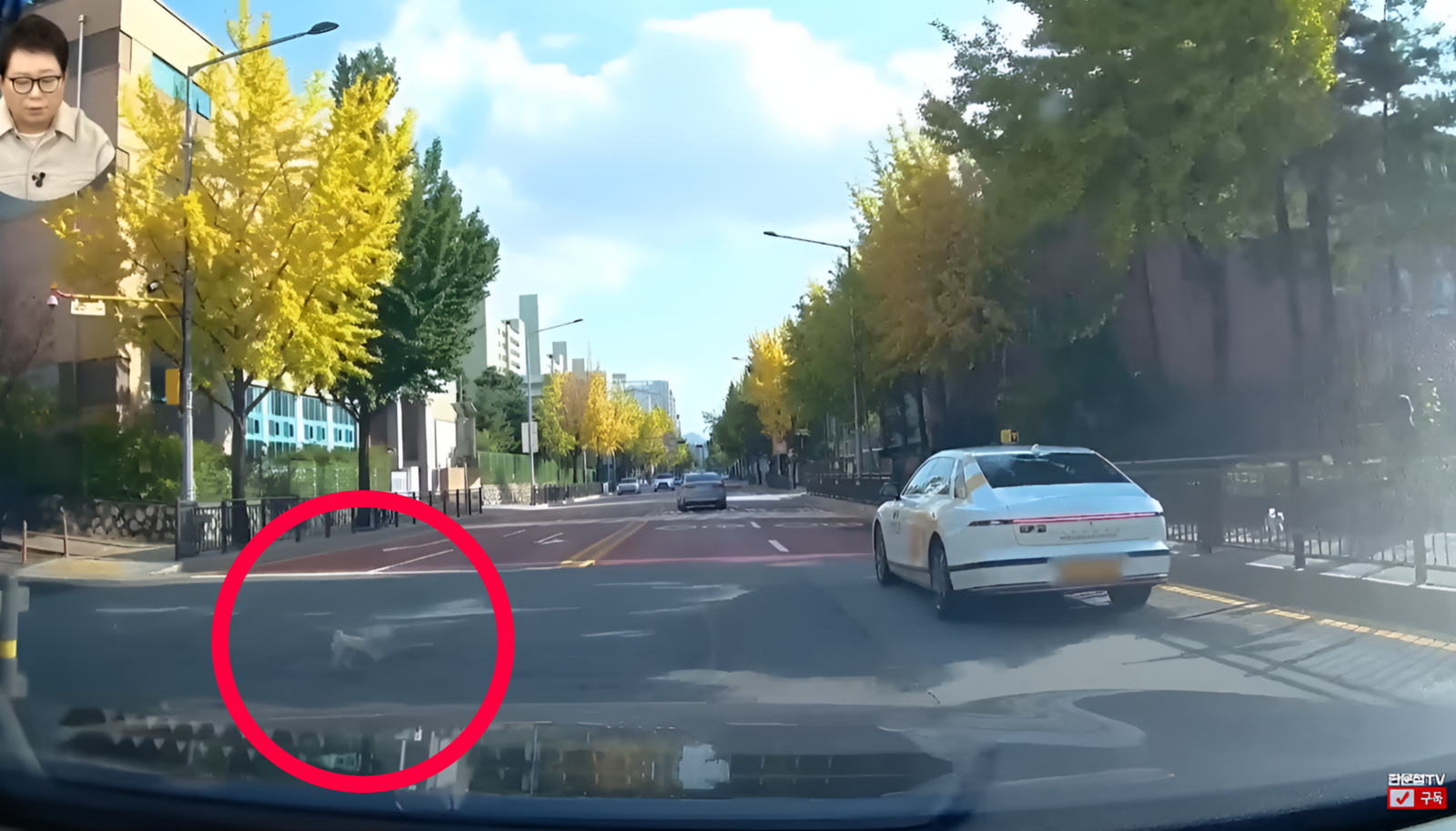 2일 서울에서 목줄이 풀린 강아지가 차량과 충돌해 사망하는 사고가 발생했다. 견주는 운전자에게 새 강아지 입양 비용 100만원을 요구하고 과속을 이유로 경찰 신고를 압박했다. 사진=유튜브 채널 ‘한문철TV’ 캡쳐