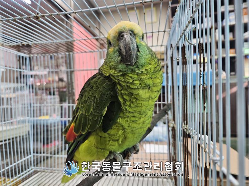지난 16일 서울 영등포구 양평동 소재 한 카페에서 구조된 앵무새로, 지난달 24일 자연사했다. (사진. 한국동물구조관리협회)