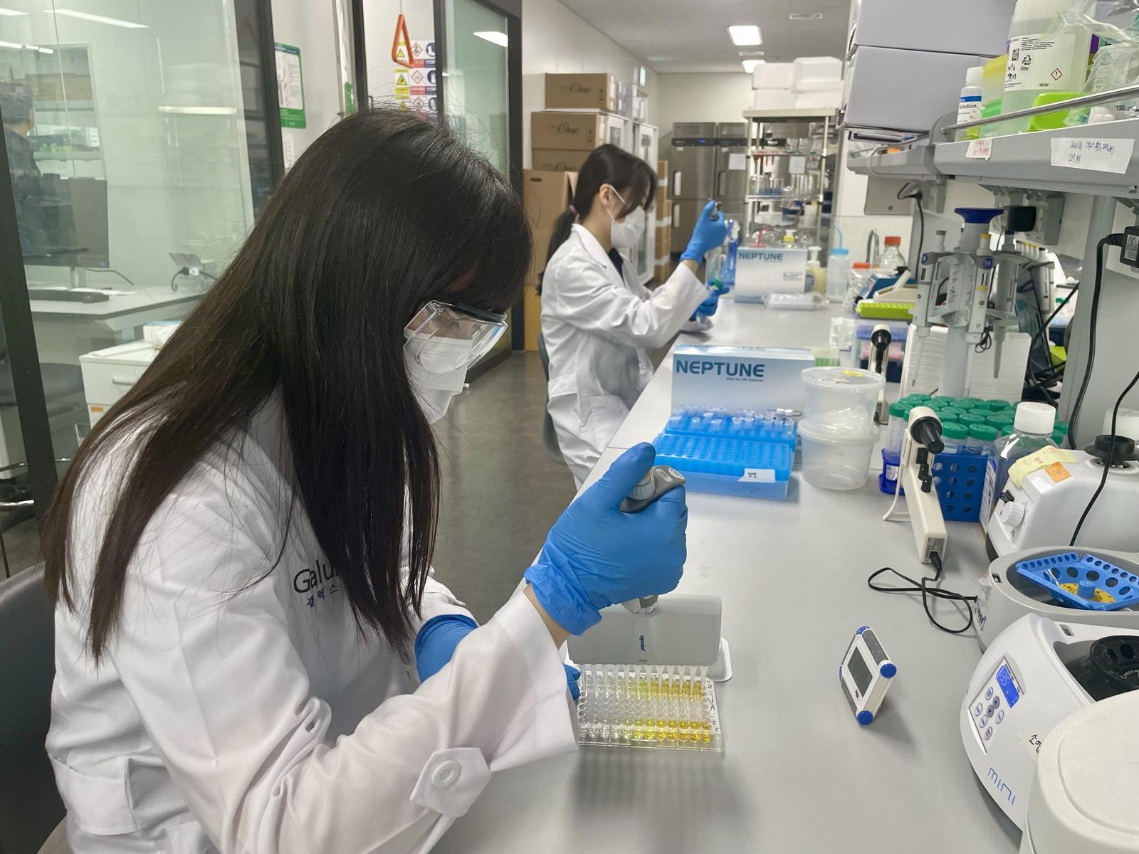 갤럭스의 서울 강서구 마곡동에 있는 신약개발실험실에서 연구원들이 설계된 항체를 실제 항체로 만들고 있다. 갤럭스 제공