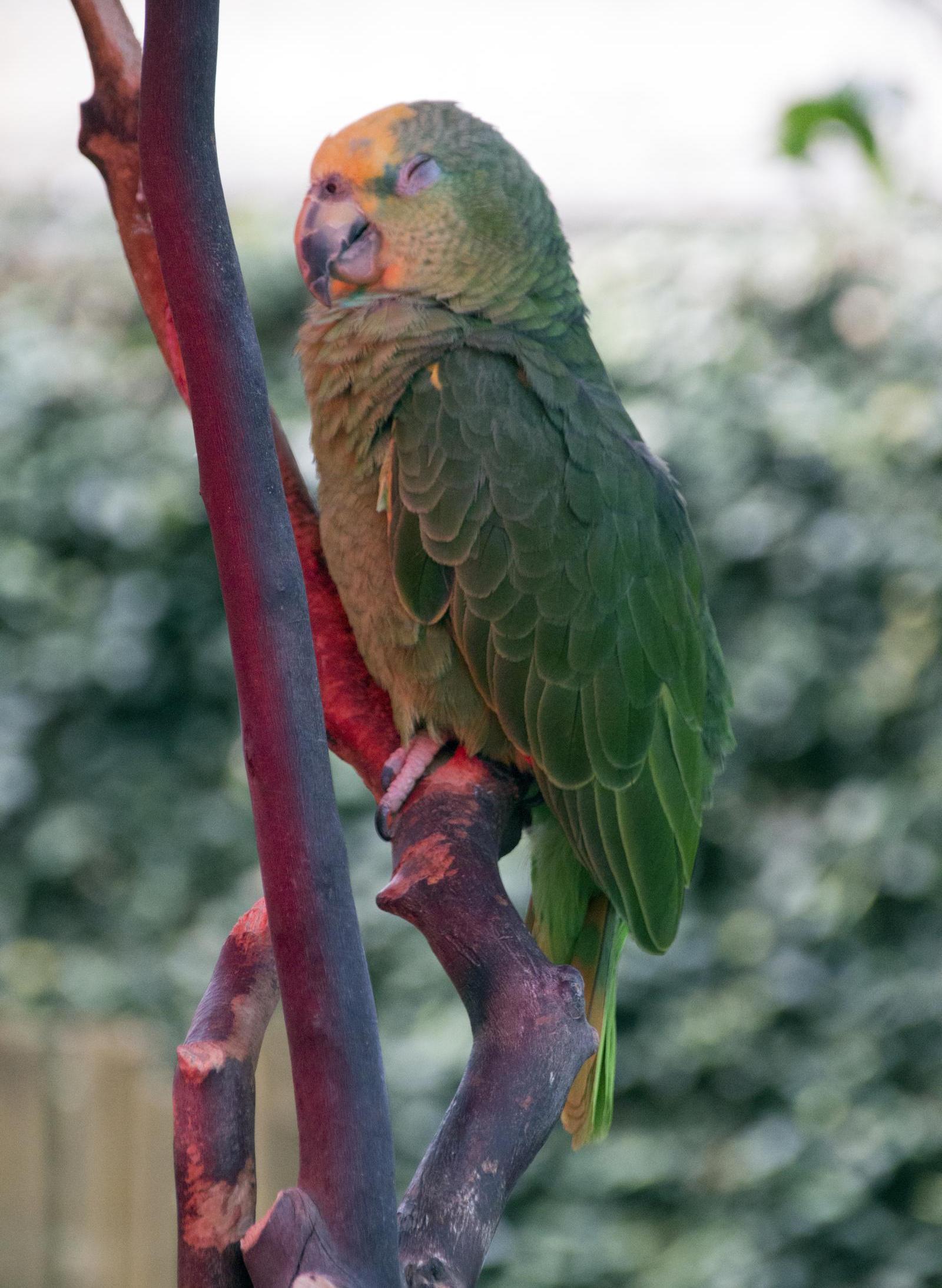 노랑머리아마존앵무. 기사와 직접적 관련 없는 참고 사진. 게티이미지뱅크