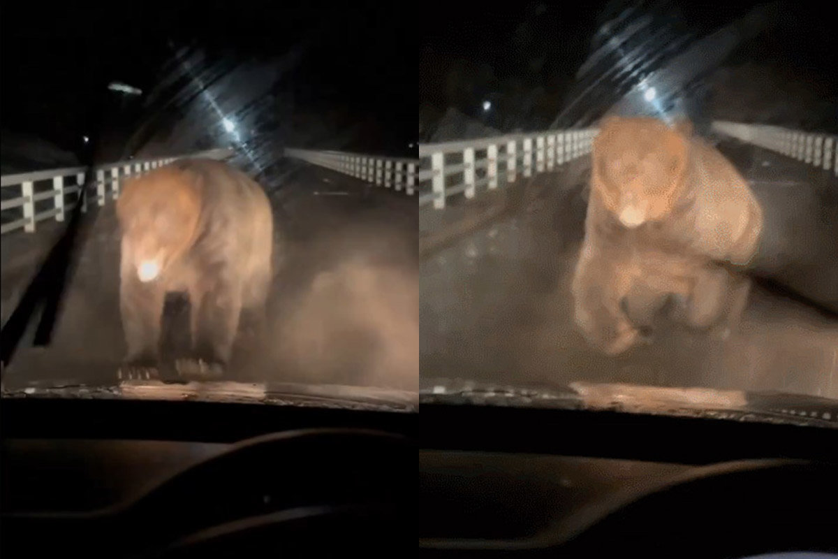 일본 홋카이도에서 달리는 차량에 불곰이 돌진하는 영상이 공개됐다. 사진은 차량에 달려드는 불곰. X 캡처