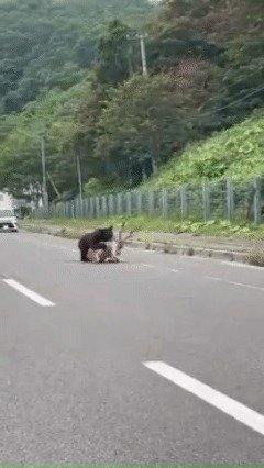 일본 홋카이도의 한 국도에서 불곰이 사슴을 공격하는 장면. X캡쳐.
