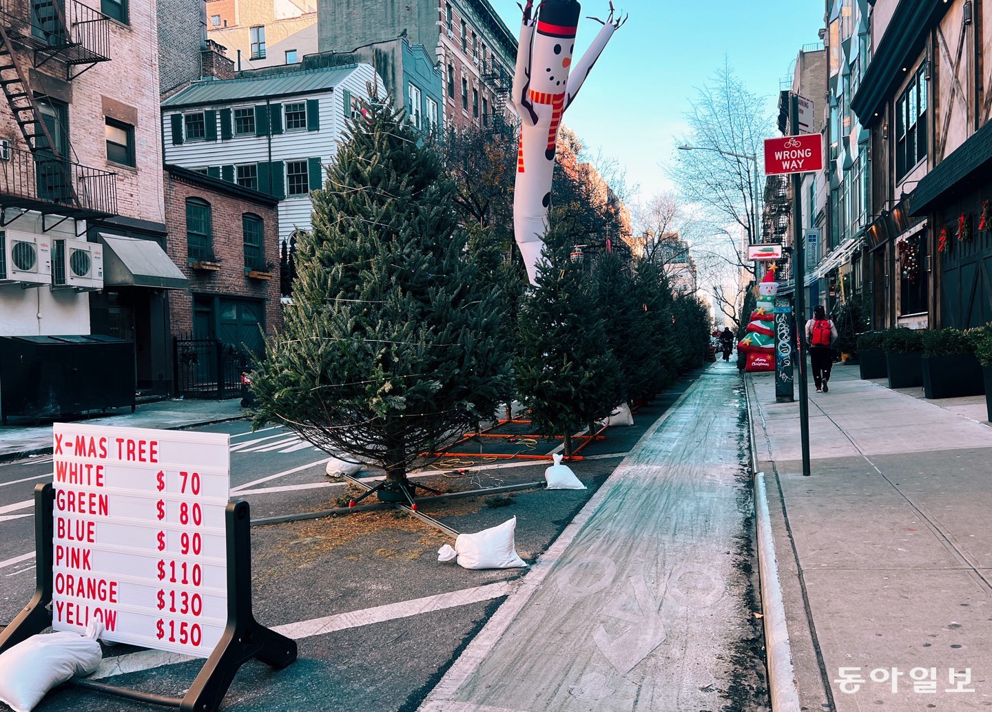 생나무의 가격은 그 크기와 모양에 따라 결정된다. 뉴욕=임우선 특파원 imsun@donga.com