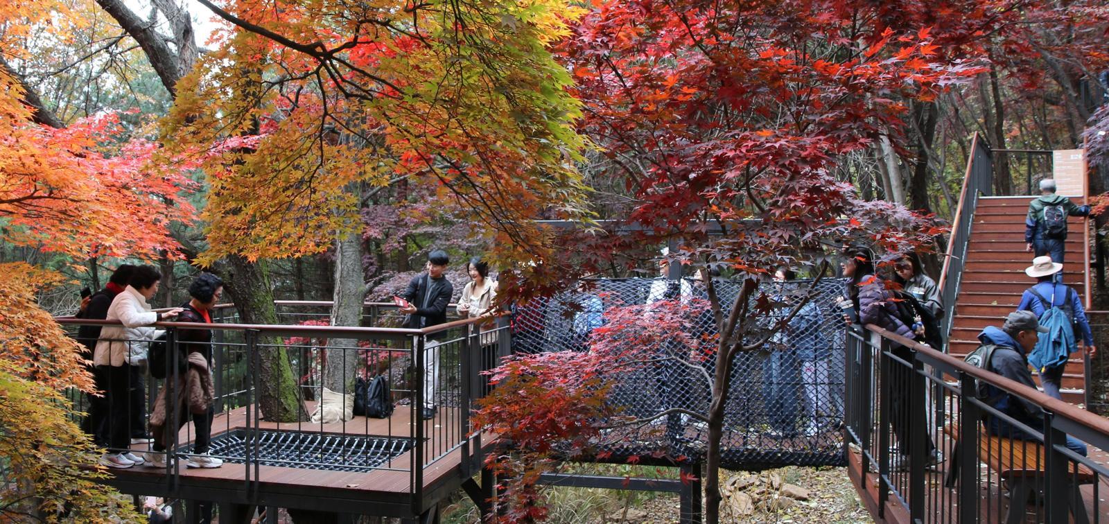 지난달 25일 개장한 남산하늘숲길을 시민들이 걷고 있다. 남산하늘숲길은 기존 산림을 해치지 않도록 최소한의 구조물만 설치해 조성한 무장애 산책길이다. 
서울시 제공