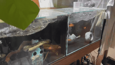 강진에 어항의 물이 넘실거리고 있다. 안에 있는 물고기들도 중심을 잡지 못하고 여기저기 휩쓸려 가고 있다. X @not_Rrider