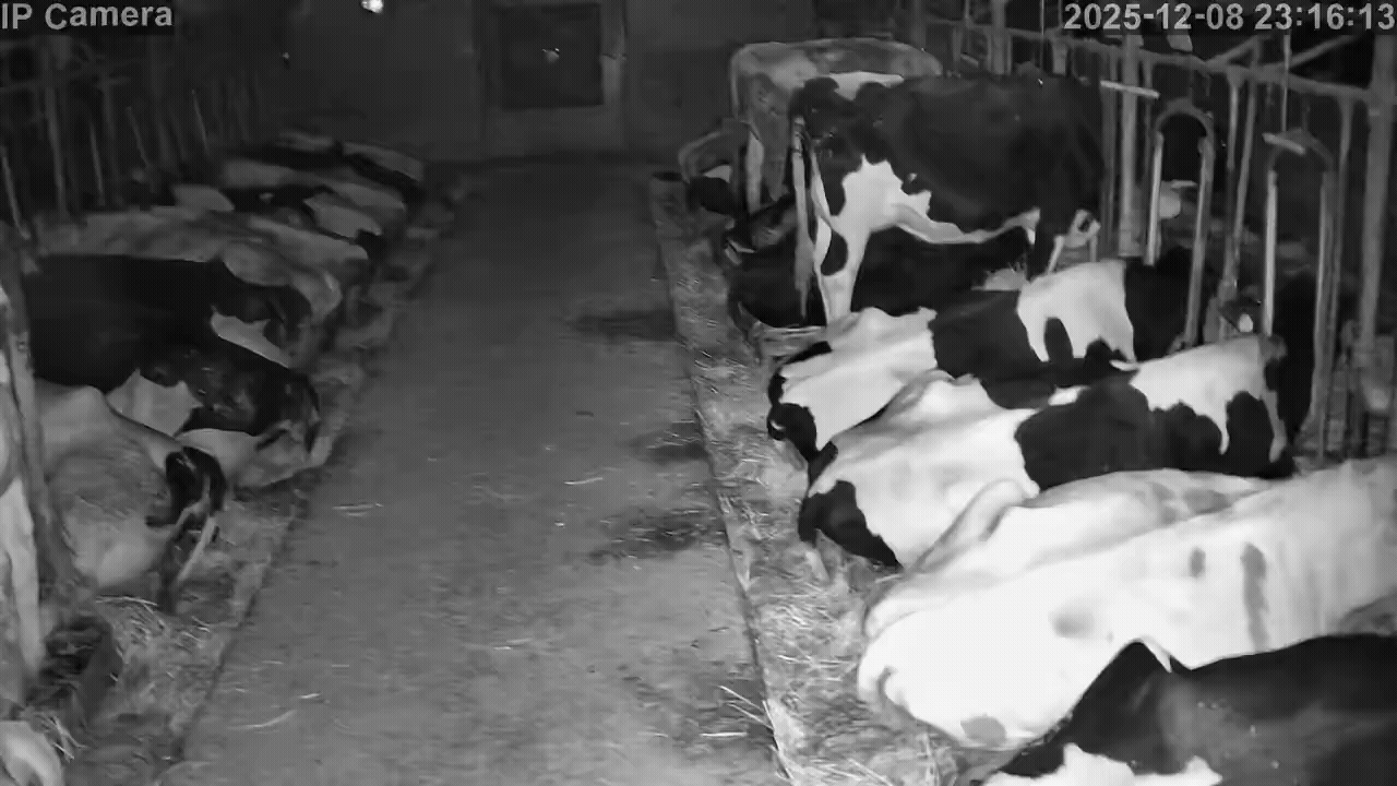 축사에 있는 젖소들이 지진이 일어나자 화들짝 놀라며 일어나고 있다. X @makibao_furico