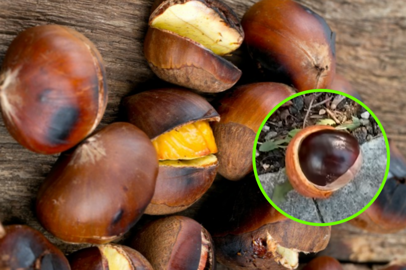 밤과 유사한 독성 마로니에 열매를 혼동하여 섭취할 경우 구토 등 중독 증상이 발생할 수 있다. 또 밤은 쉽게 상하므로 -1℃에서 0℃의 저온에 보관해야 한다. 사진=게티이미지뱅크.