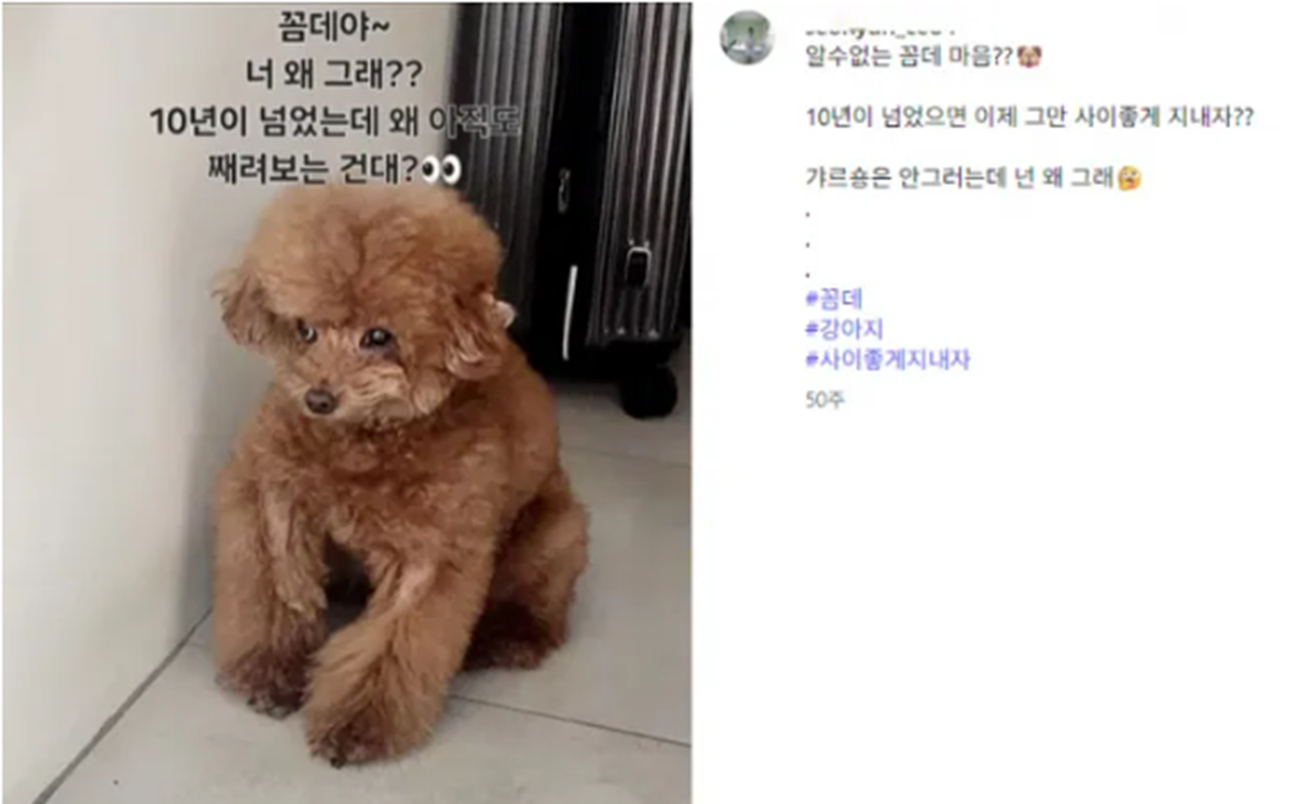 주사이모로 지목된 A씨가 샤이니 키의 반려견으로 보이는 사진을 SNS에 올리며, 키까지 불법 의료 논란에 휩싸이고 있다. SNS 갈무리