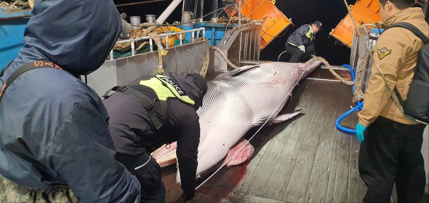 서귀포시 마라도 남서쪽 약 51㎞ 해상에서 조업 중 혼획된 밍크고래. 서귀포해경 제공.