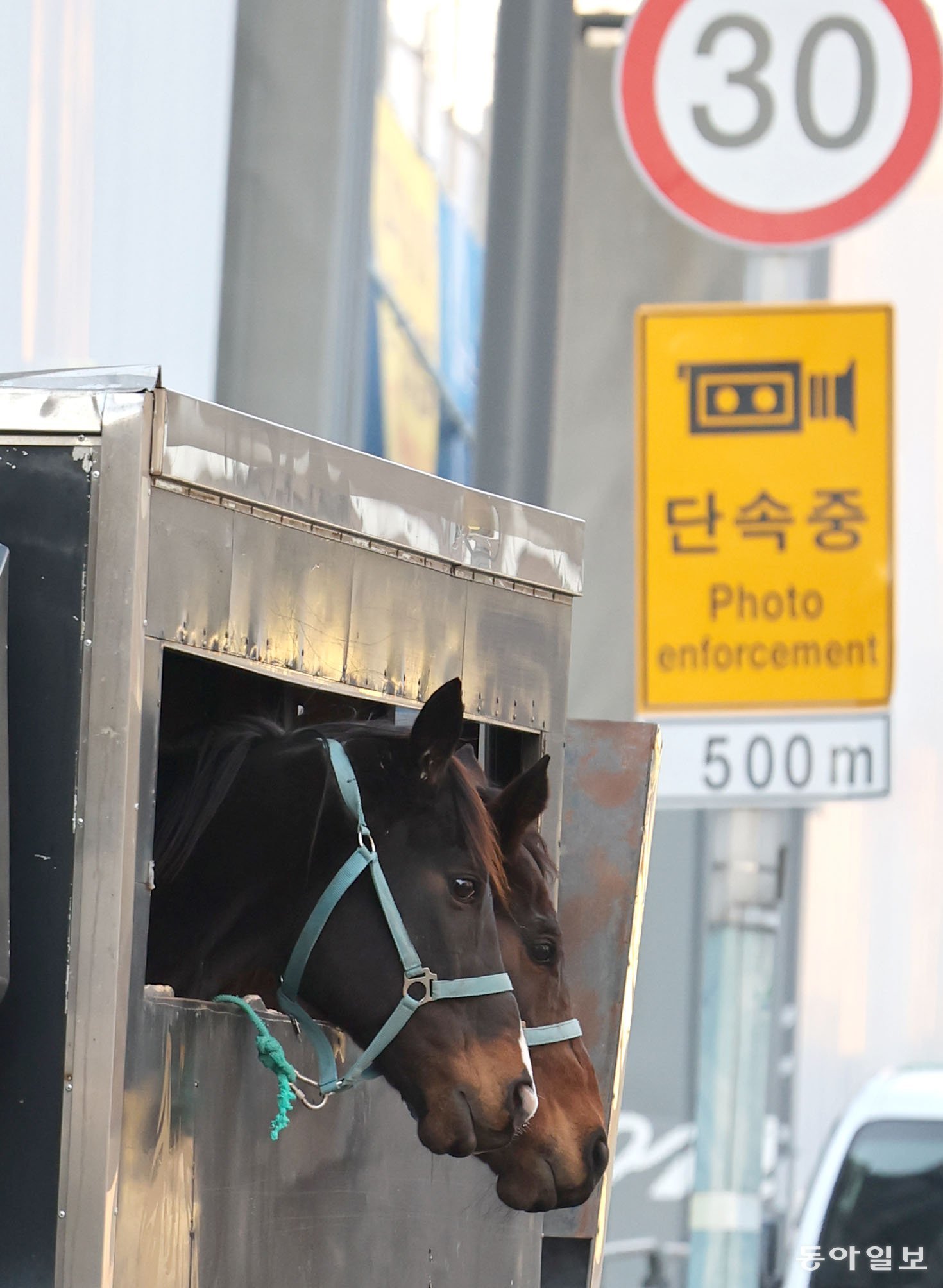 [고양이 눈]馬는 달리고 싶다